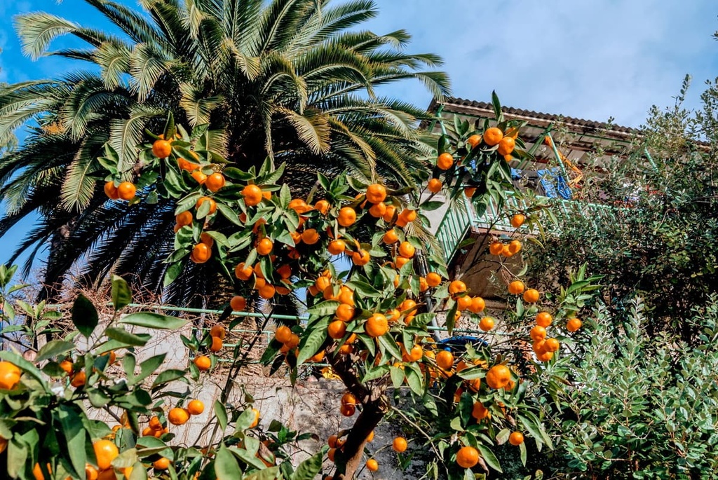 A tangerine tree in Abkhazia, Abkhazia