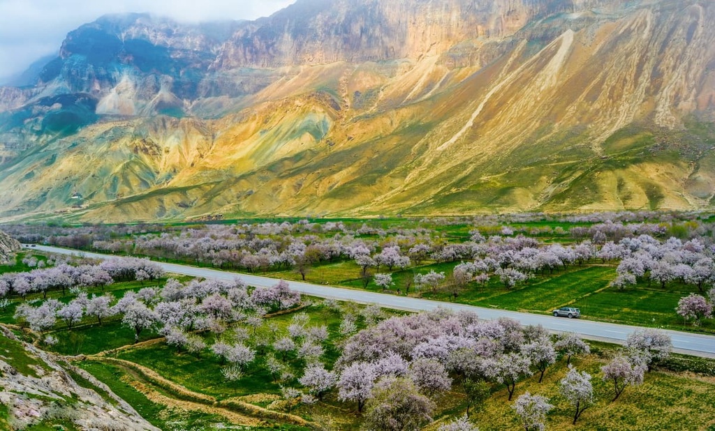 Almond trees, Afghanistan