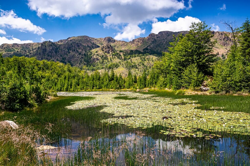 Small lake near lake Madh with waterlilies on surface in National Park Lure, Albania 
