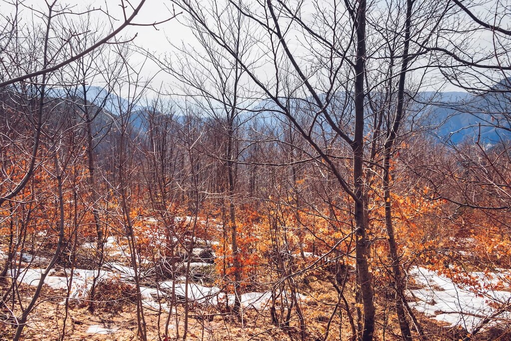 Bare trees during winter in Qafshtame, Albania 