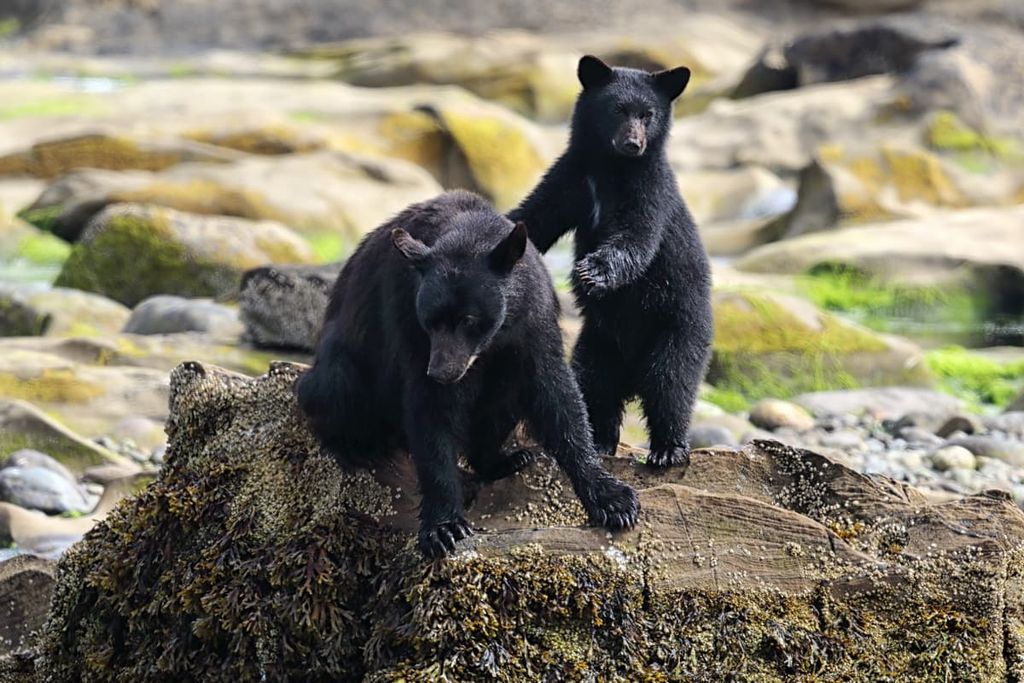 Bear, Alberni-Clayoquot Regional District, British Columbia