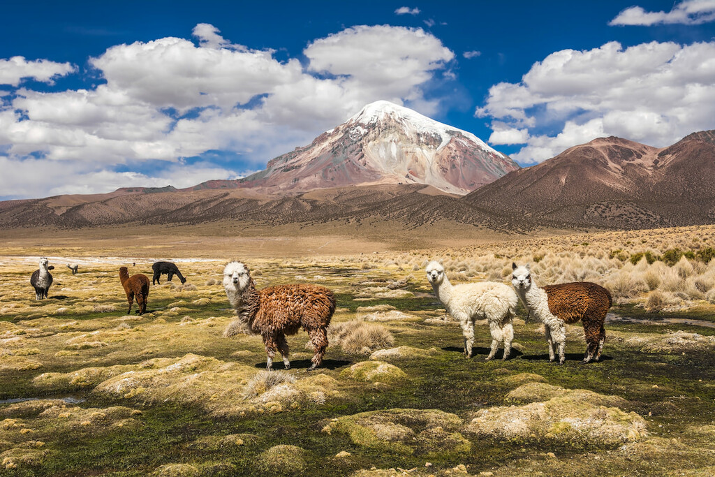 Alpacas, Sajama volcano, Bolivia