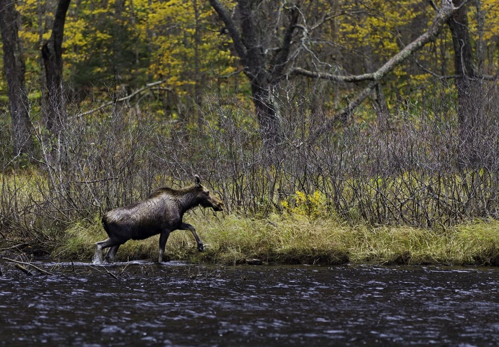 Arthabaska, Quebec