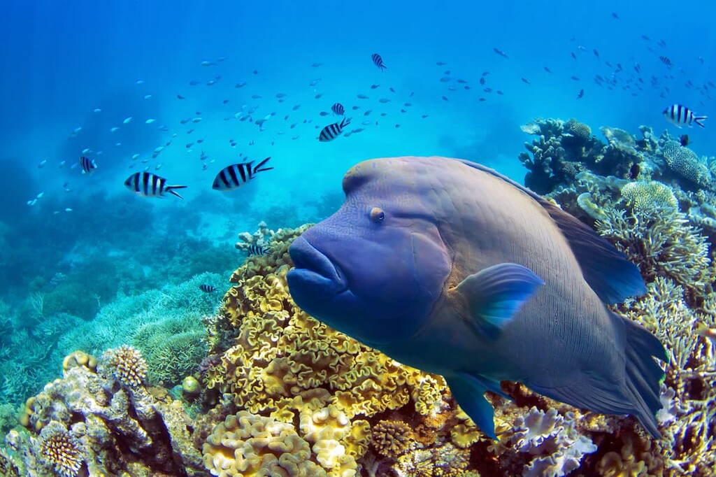 Great Barrier Reef, Australia