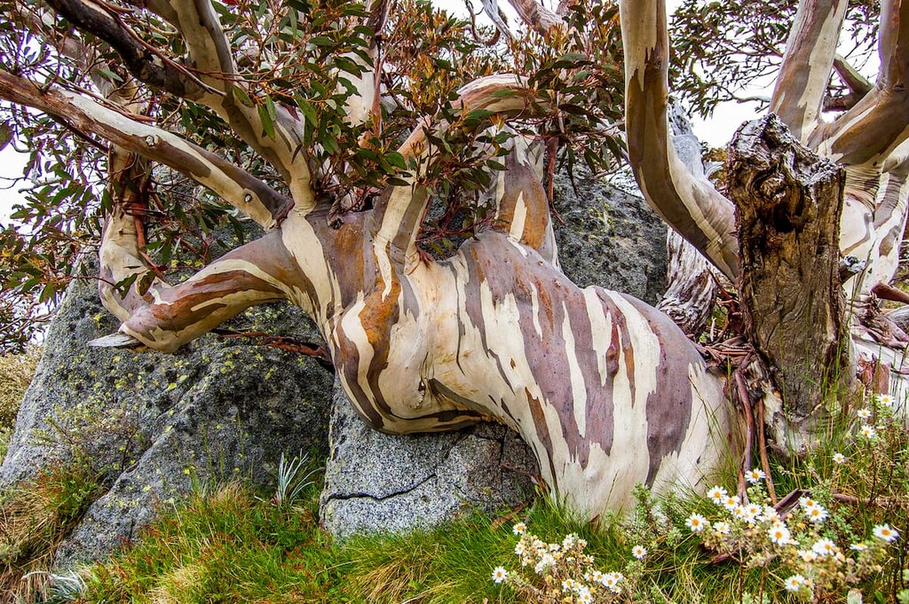 Old hardy Snow Gum, Australia