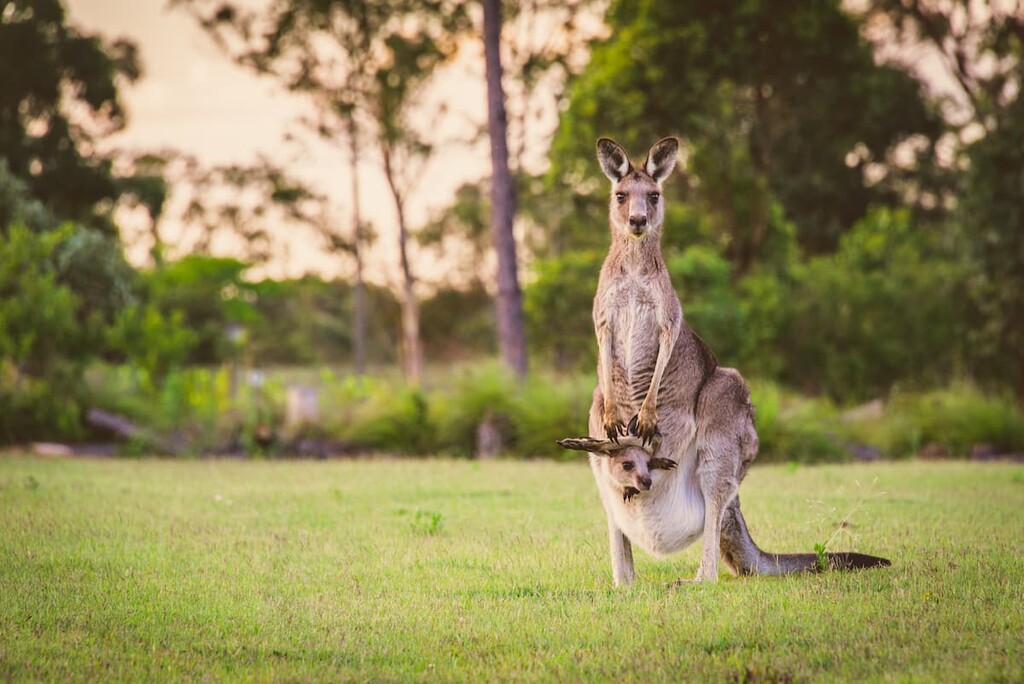 kangaroo, Australia