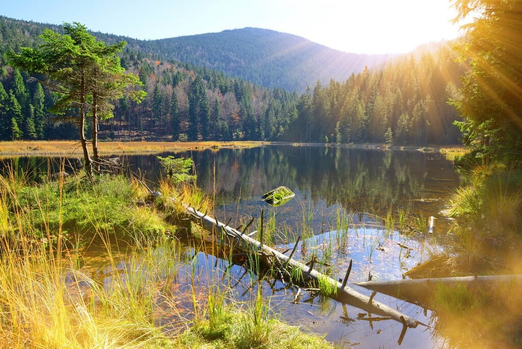 Bavarian Forest National Park, Free State of Bavaria, Germany