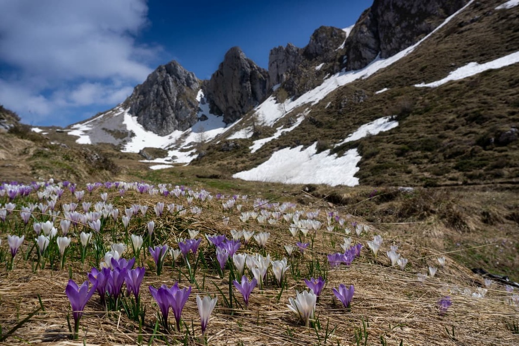 Flower Trails, Bergamasque Alps, Italy