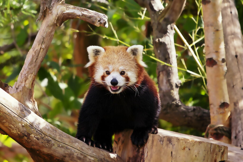 Red panda, Bhutan
