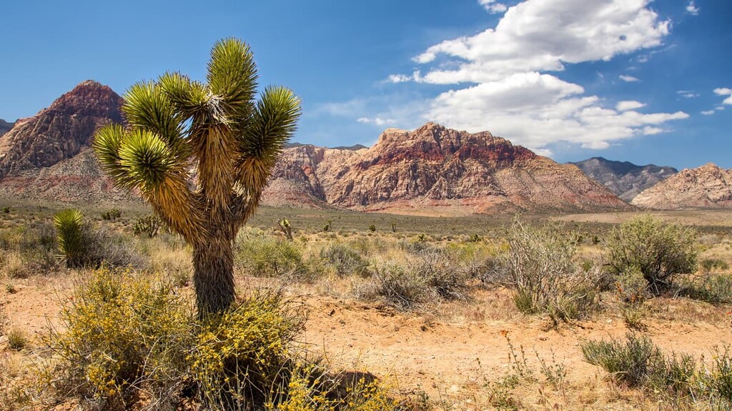 Joshua tree, Black Mountains, Nevada
