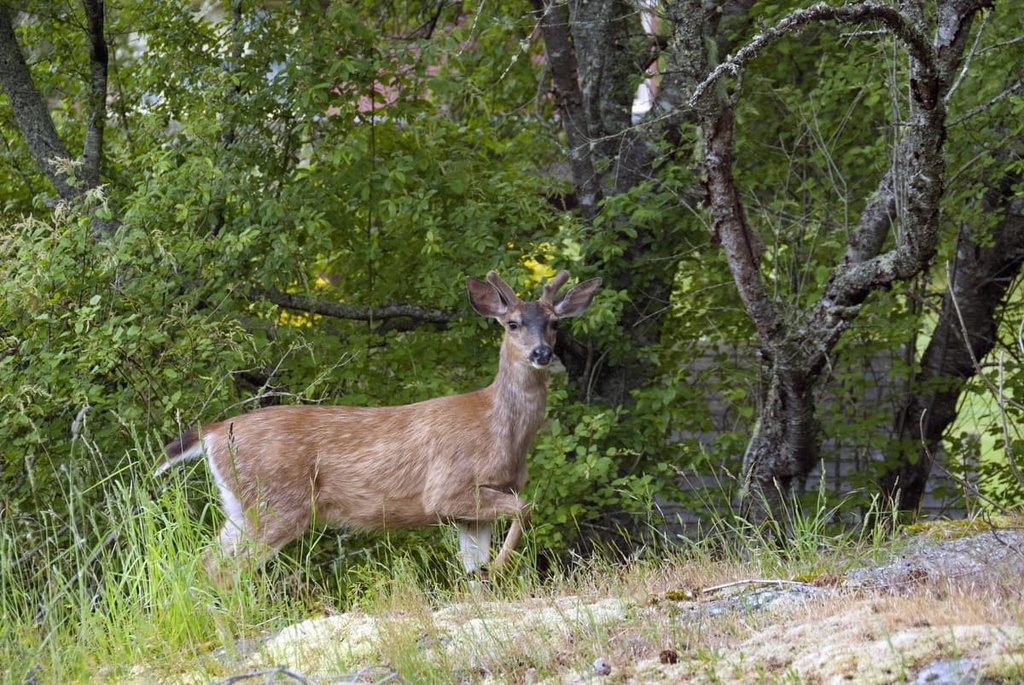  Bonanza Range, Vancouver Island