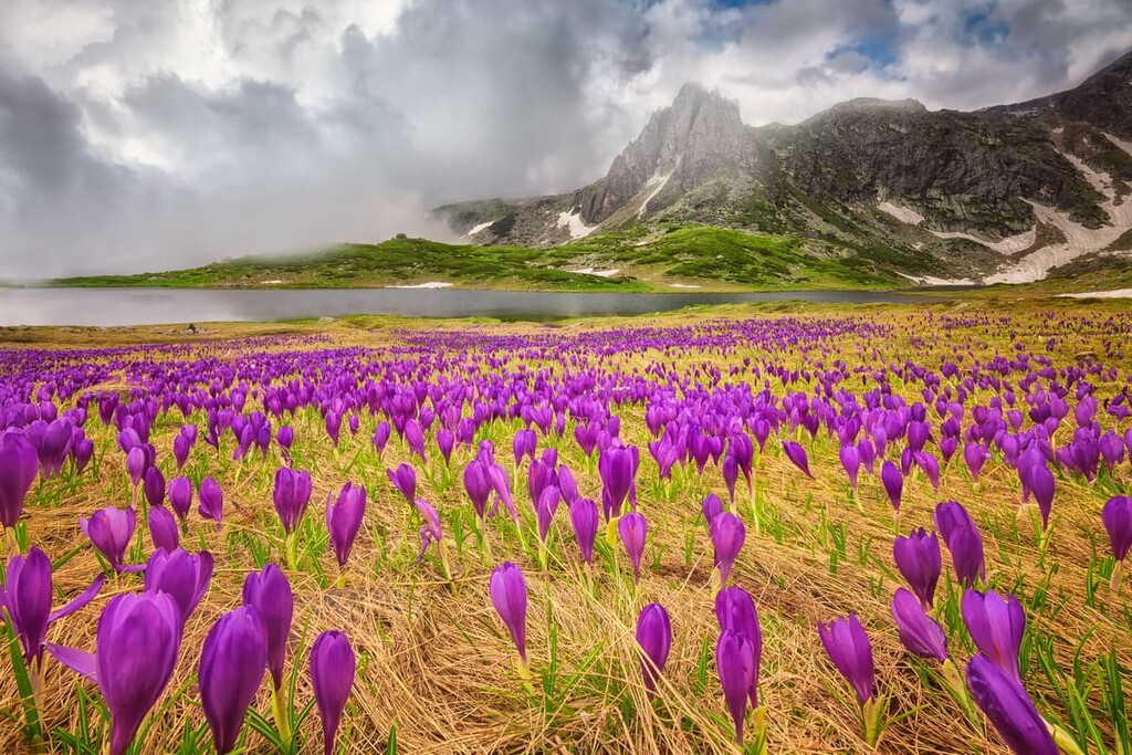 Rila mountains - Field of spring time crocus in the Rila mountains, Bulgaria