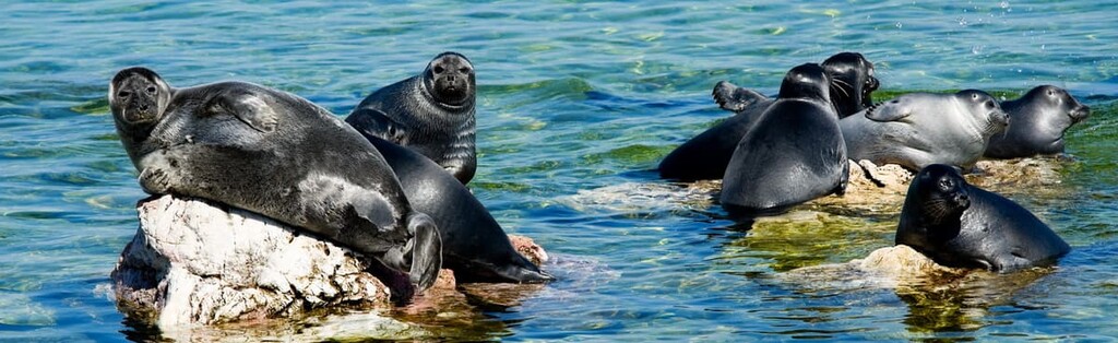 The Baikal seal, Buryatia