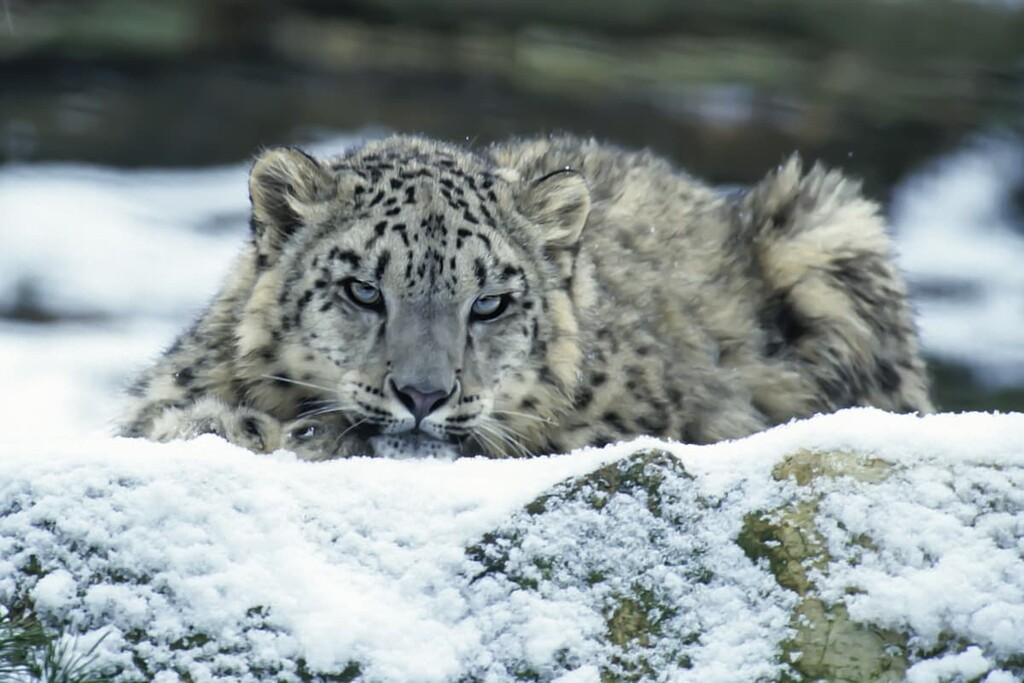 Snow leopard, Buryatia