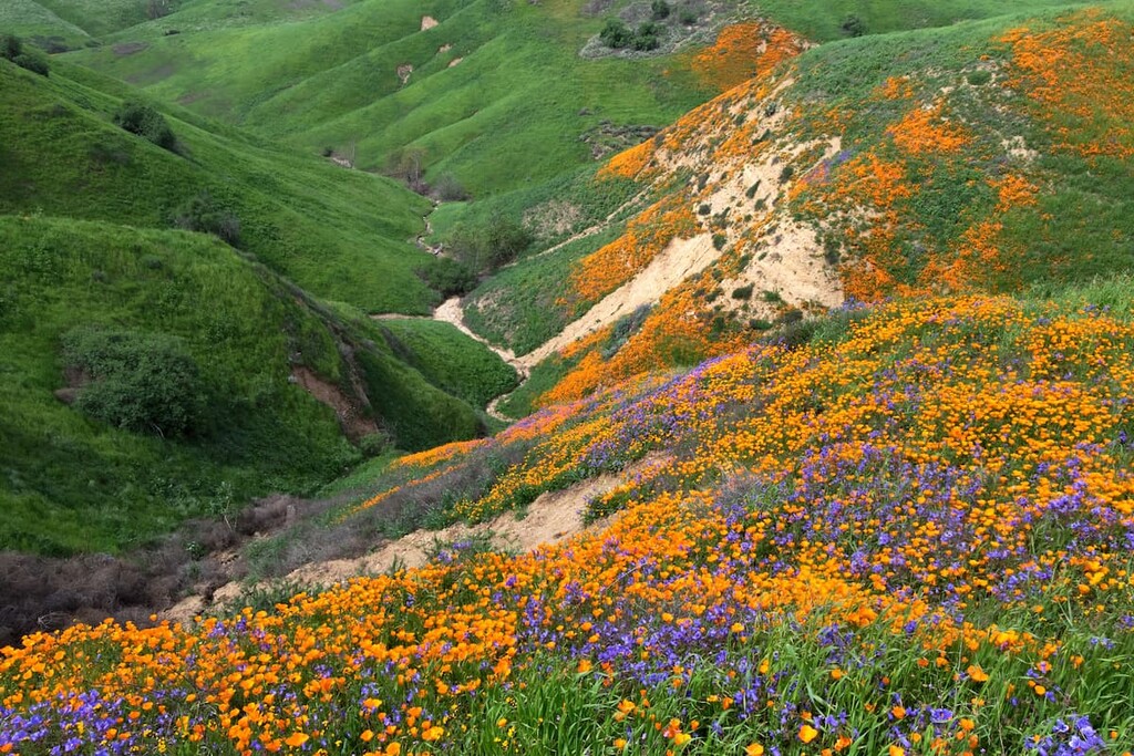 Chino Hills State Park, California