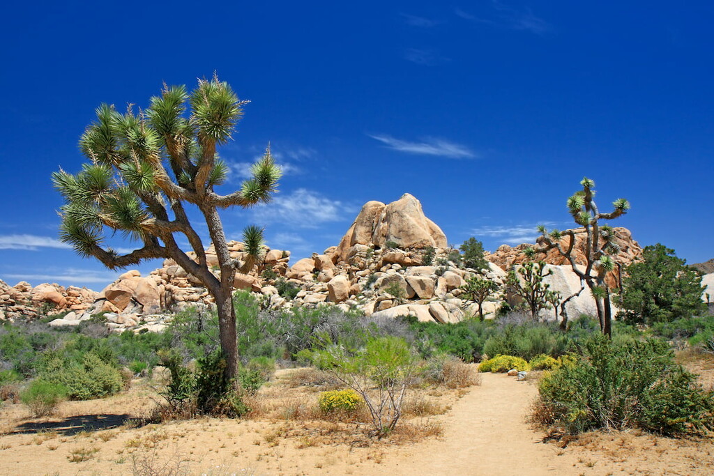 Joshua Tree National Park, California