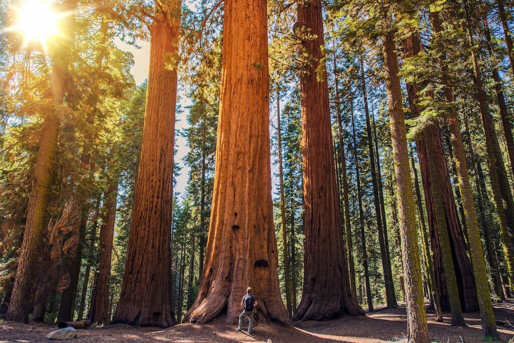 Redwood National Park, California