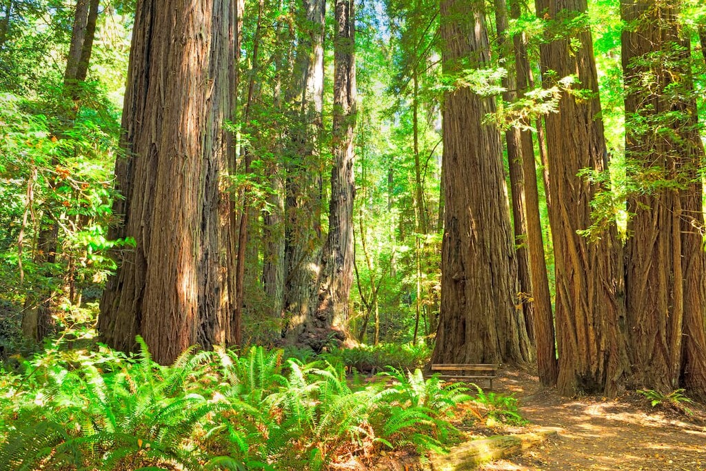 Redwood National Park, California