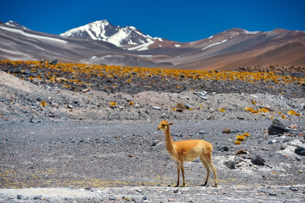 vicuna, Catamarca, Argentina