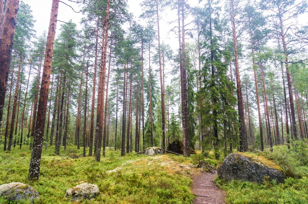 Forest trail, Central Finland