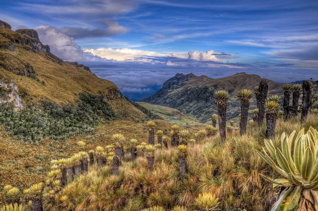 Nevado del Ruiz volcano slopes. Colombia