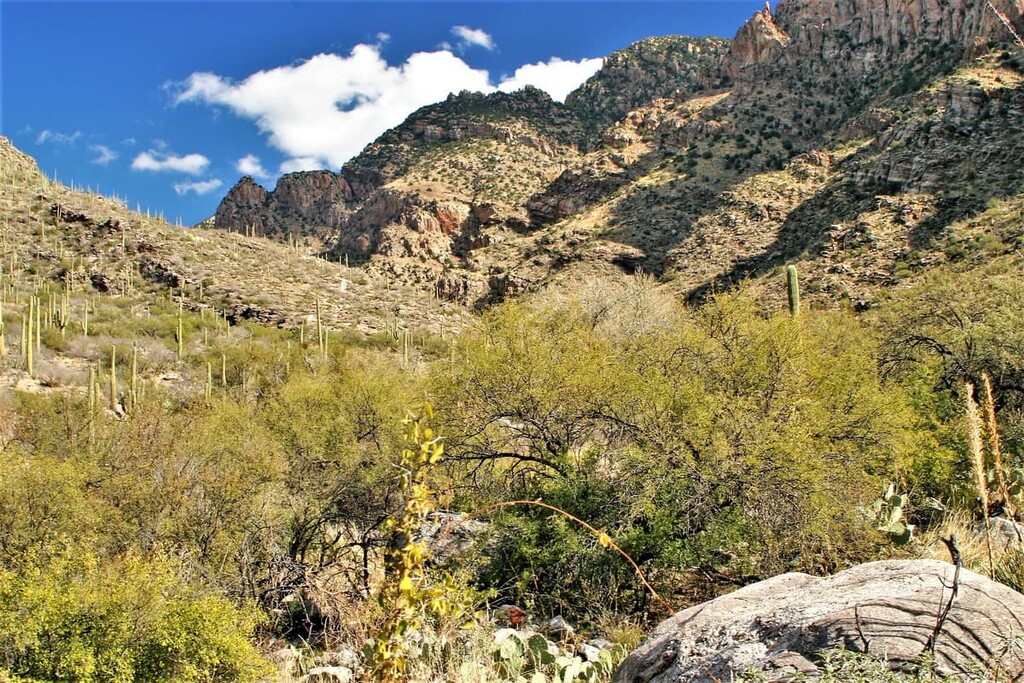 Coronado National Forest, Arizona, USA