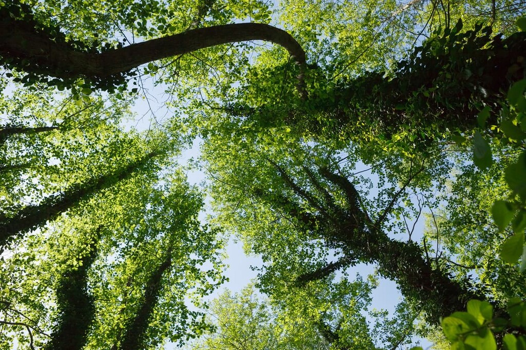 The Samur Forest, Dagestan, Russian North Caucasus