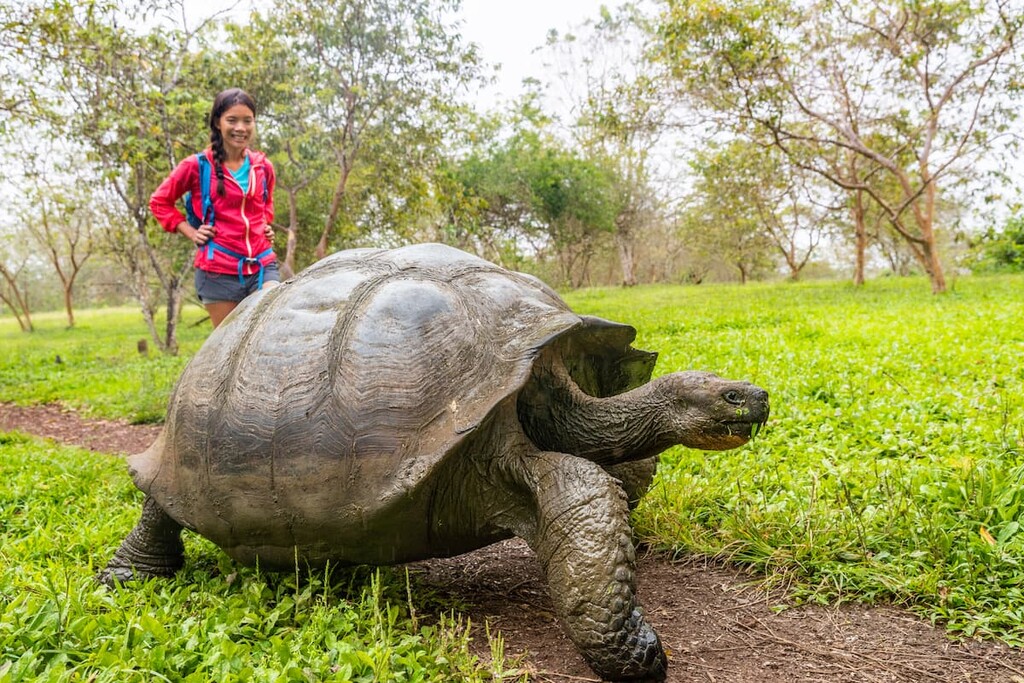 Galapagos Giant Tortoise. Galápagos National Park