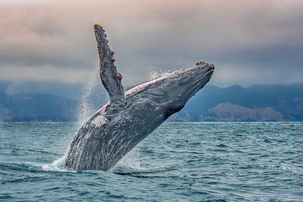 Humpback whale jumping out of water in pacific coast, Puerto Lopez, Ecuador