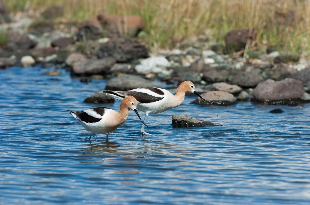 Fauna, Fraser-Thompson Plateau, British Columbia