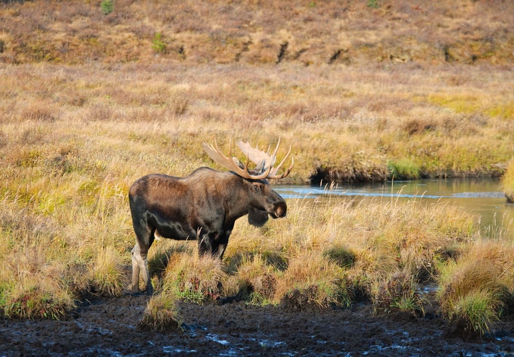 Moose, Fraser-Thompson Plateau, British Columbia