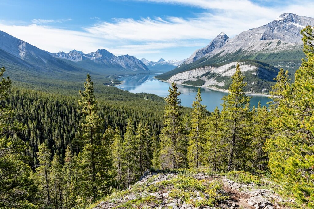 Spray Lakes Reservoir lodgepole pine, Goat Range, Canada