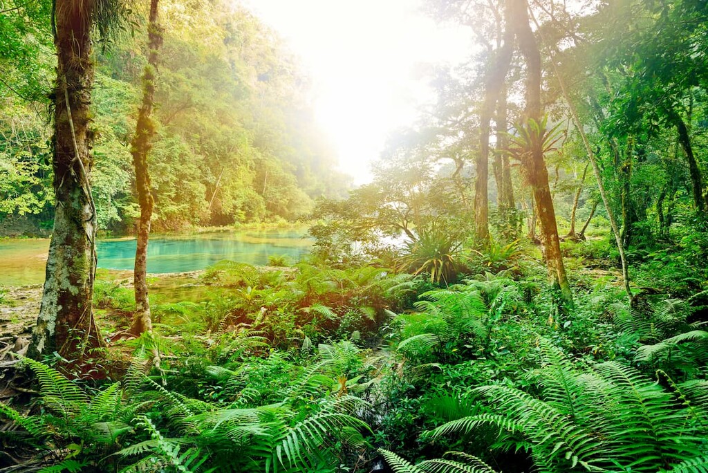 Rain Forests, Guatemala