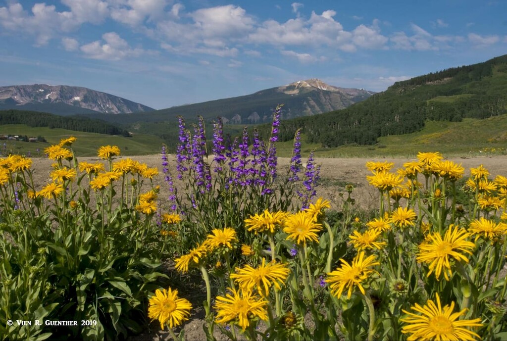 Crested Butte Wildflowers. Gunnison County
