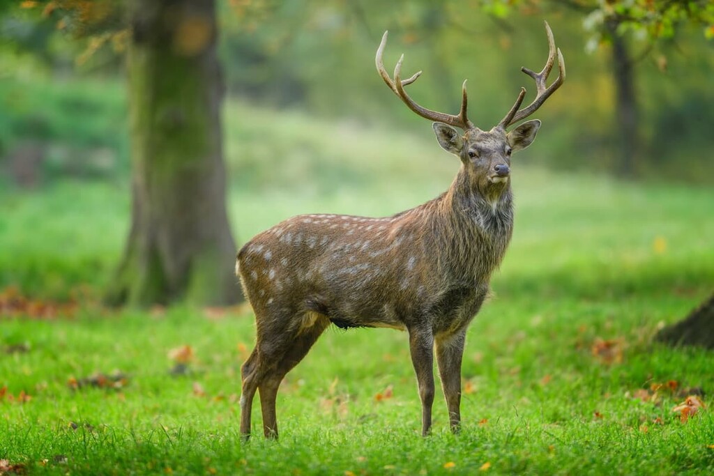Sika deer, Hokkaido, Japan