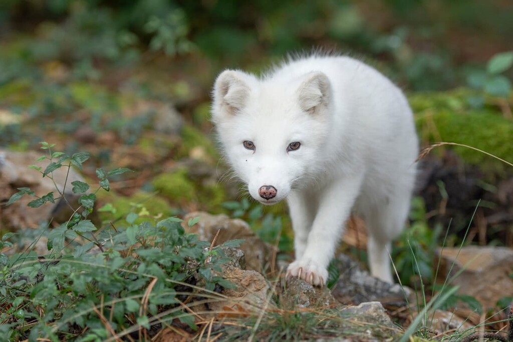 Artic fox in autumn, Iceland