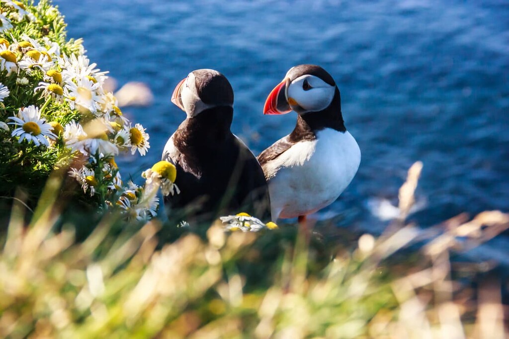 Puffins, Iceland