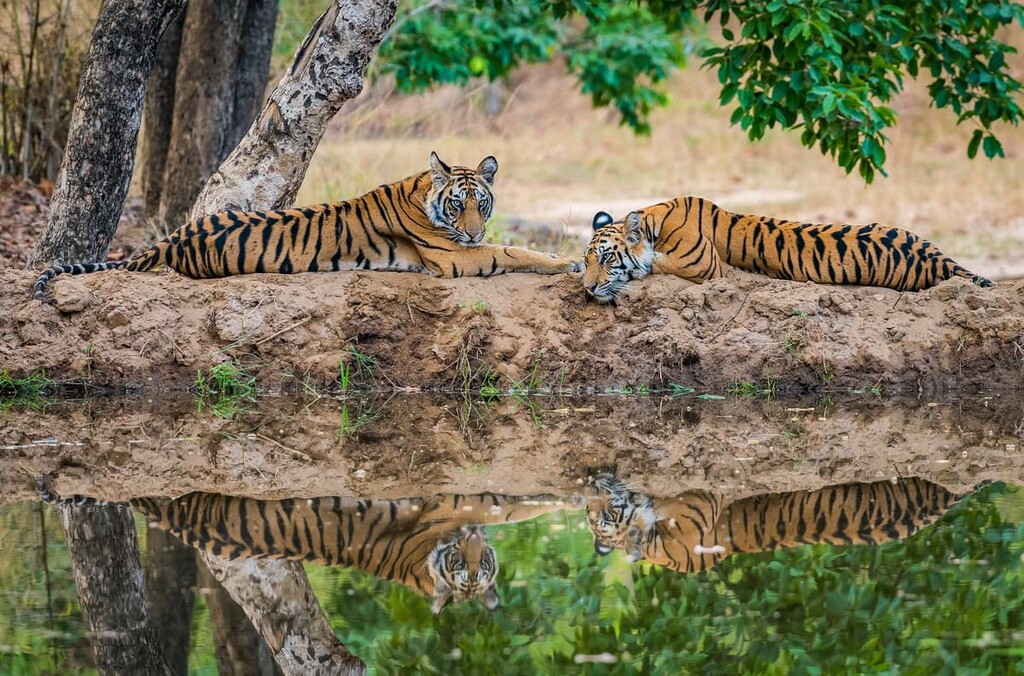 Bandhavgarh National Park, India