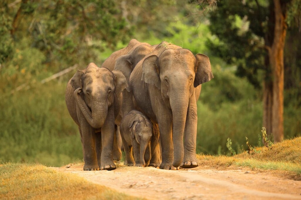 Elephant family in the Bandipur National Park, Karnataka, India