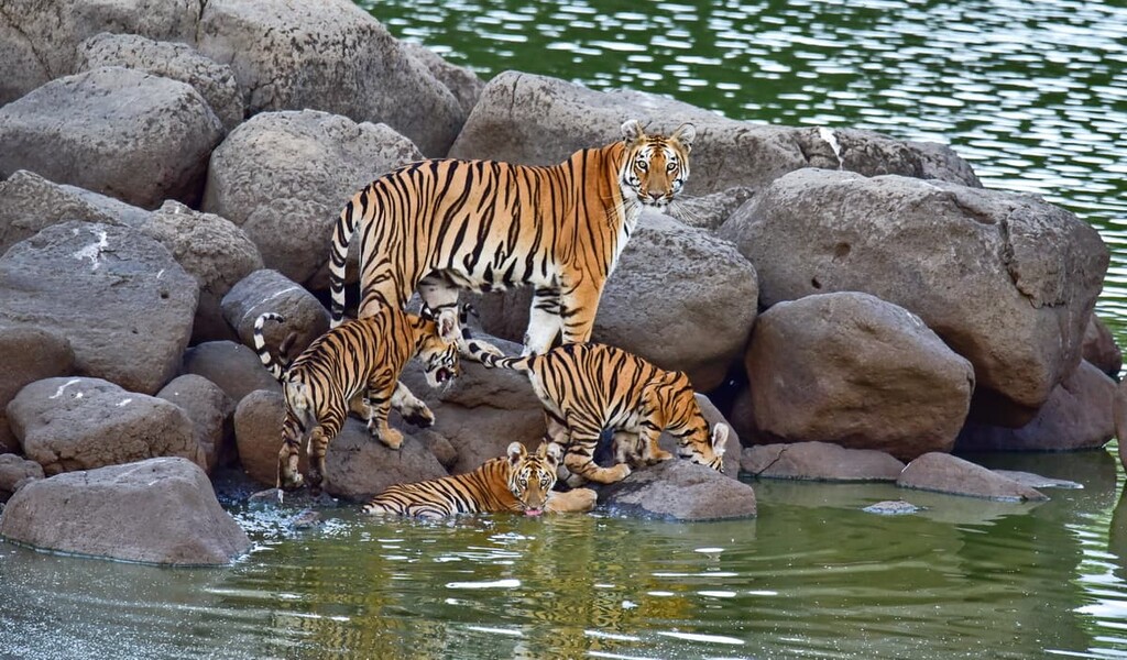 Bengal tiger family at lake side in Tipeshwar wildlife sanctuary Maharashtra, India