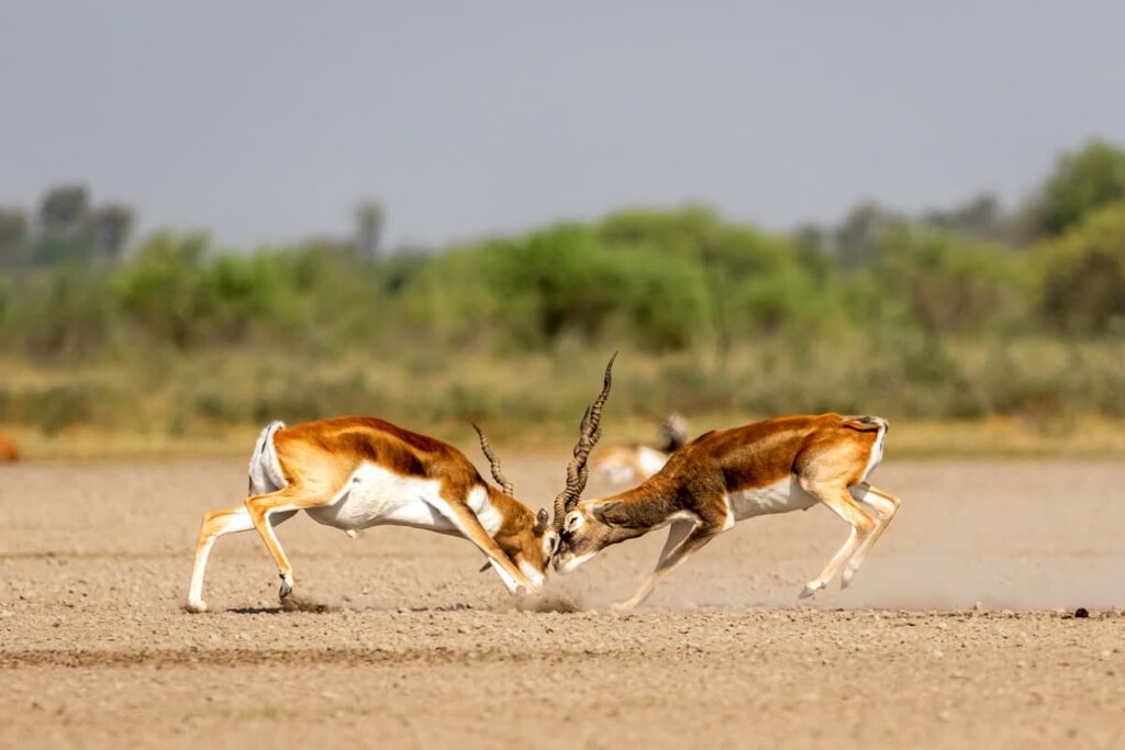 Blackbuck National Park, India