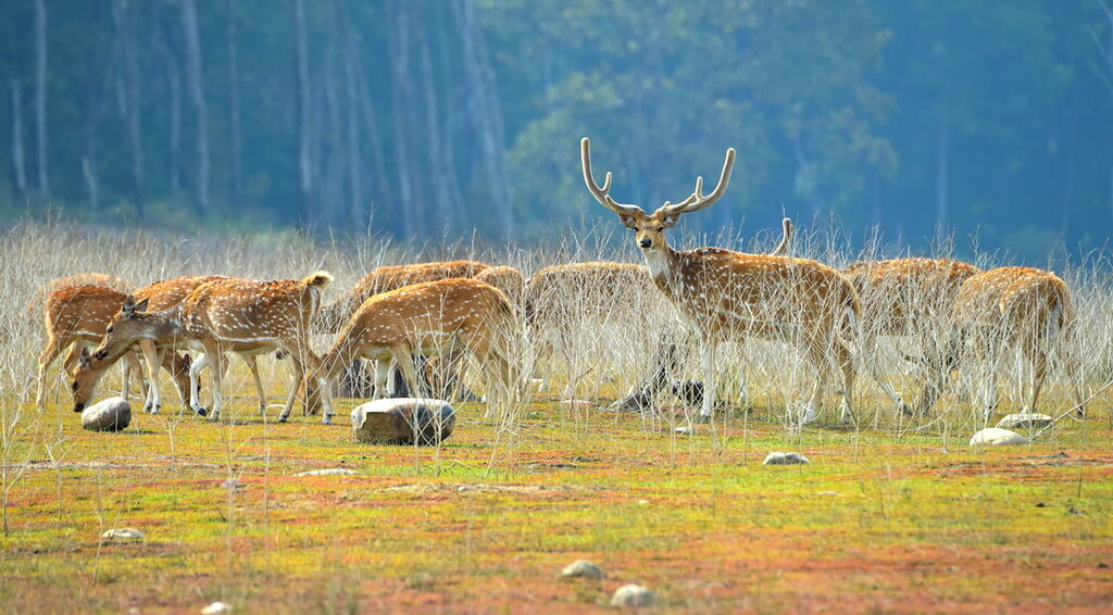 Jim Corbett National Park, India