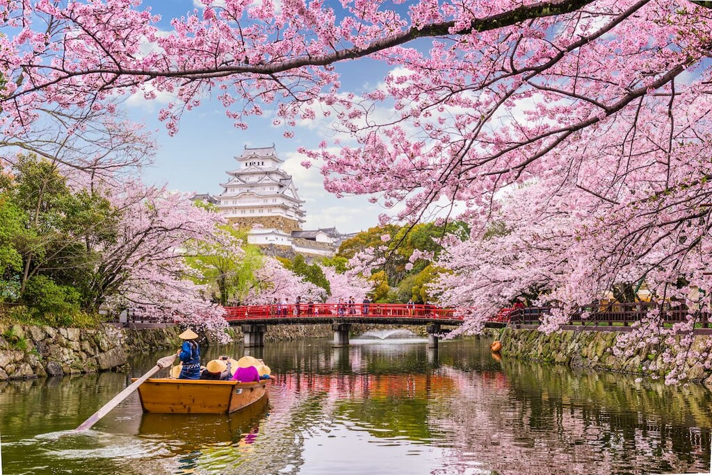 Himeji Castle and Cherry blossom blooming in Spring Hyōgo, Japan