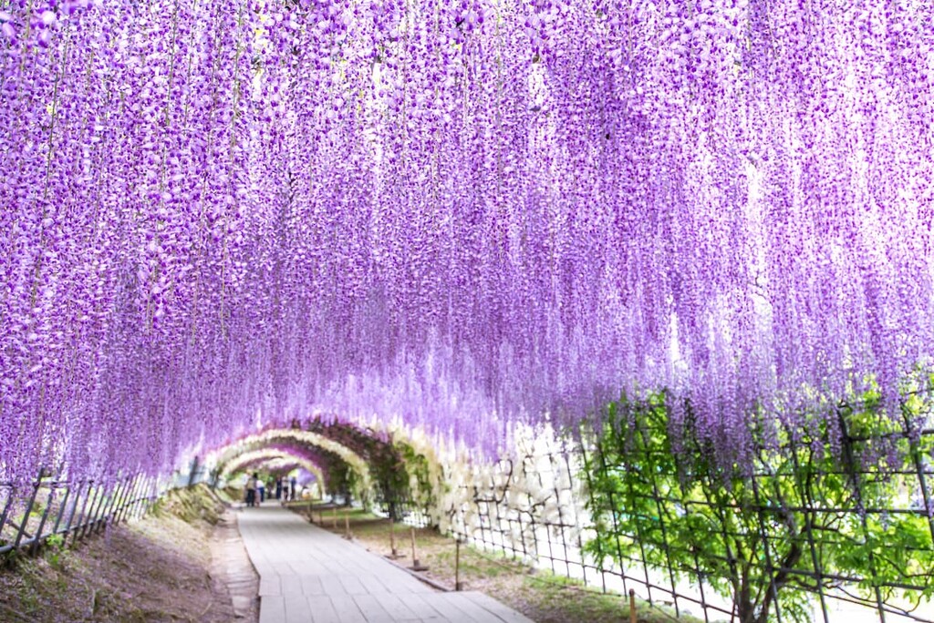 Wisteria Tunnel at Kawachi Fuji Garden, Fukuoka, Japan