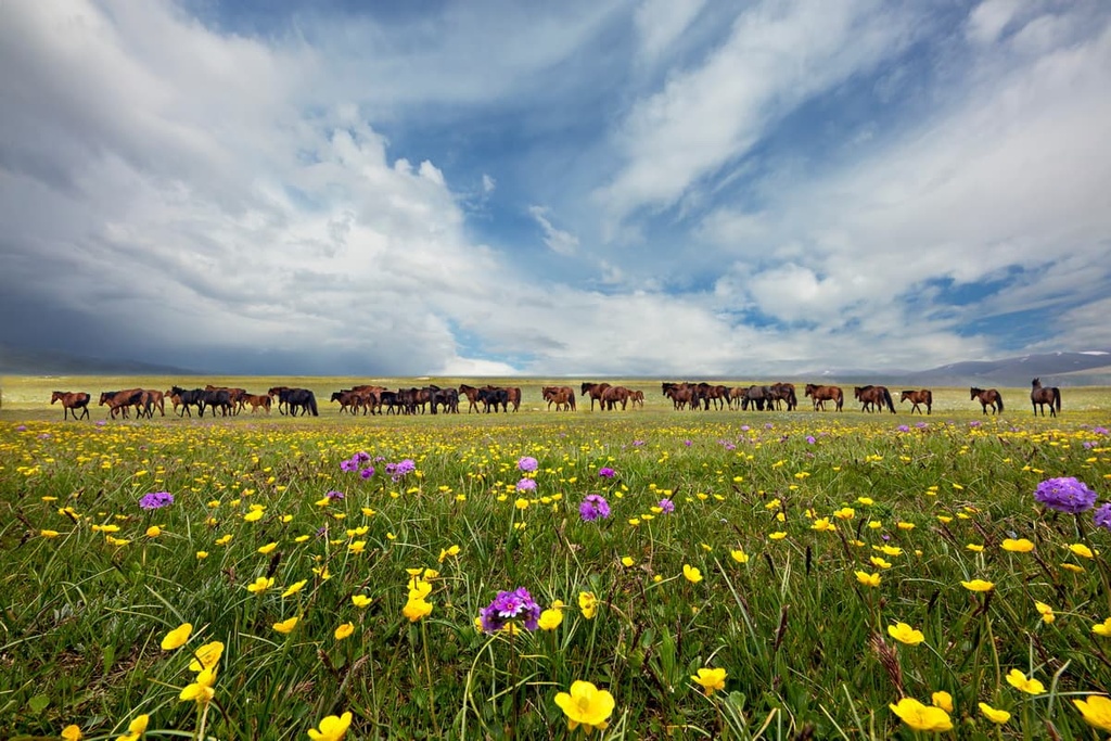 Horses and wild flowers , Kazakhstan