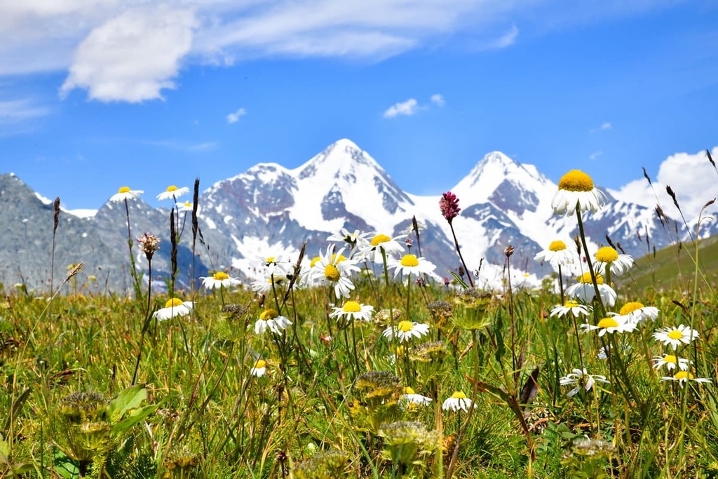 Flowers, Mount Belukha, Kazakhstan
