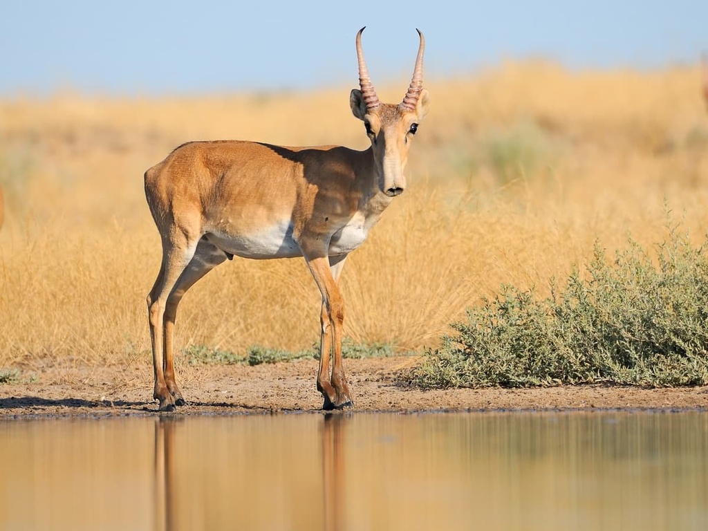 Saiga antelope, Kazakhstan