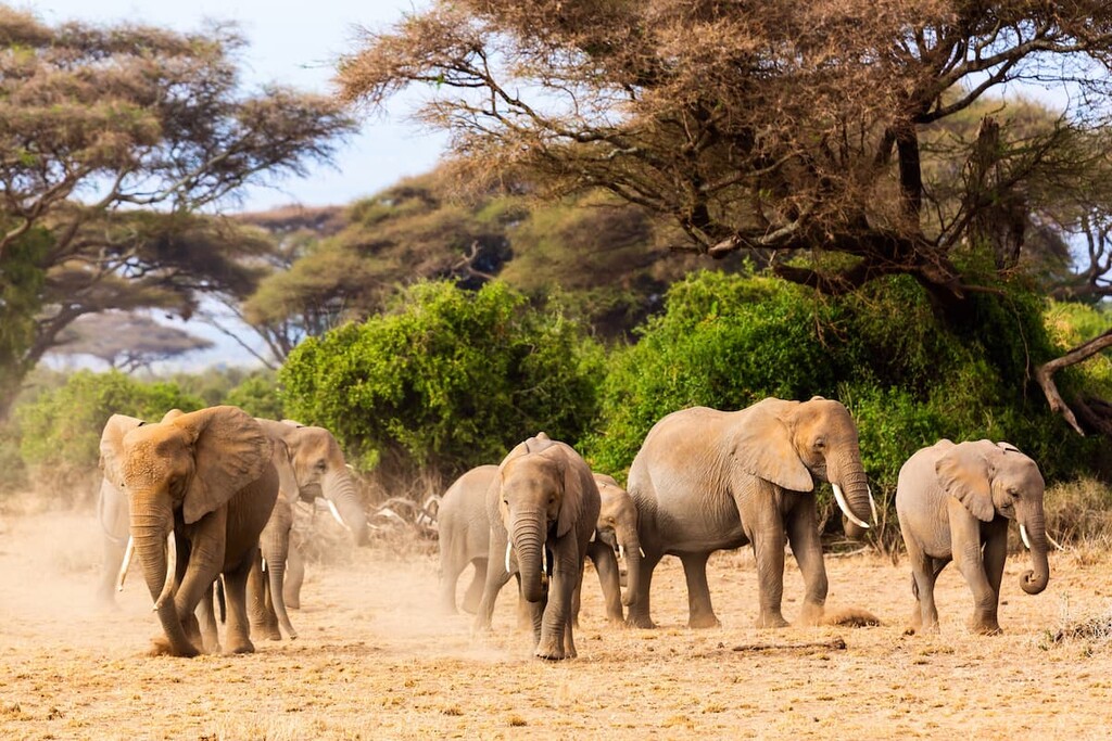 Amboseli National Park, Kenya