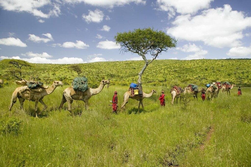 Camel safari, Africa