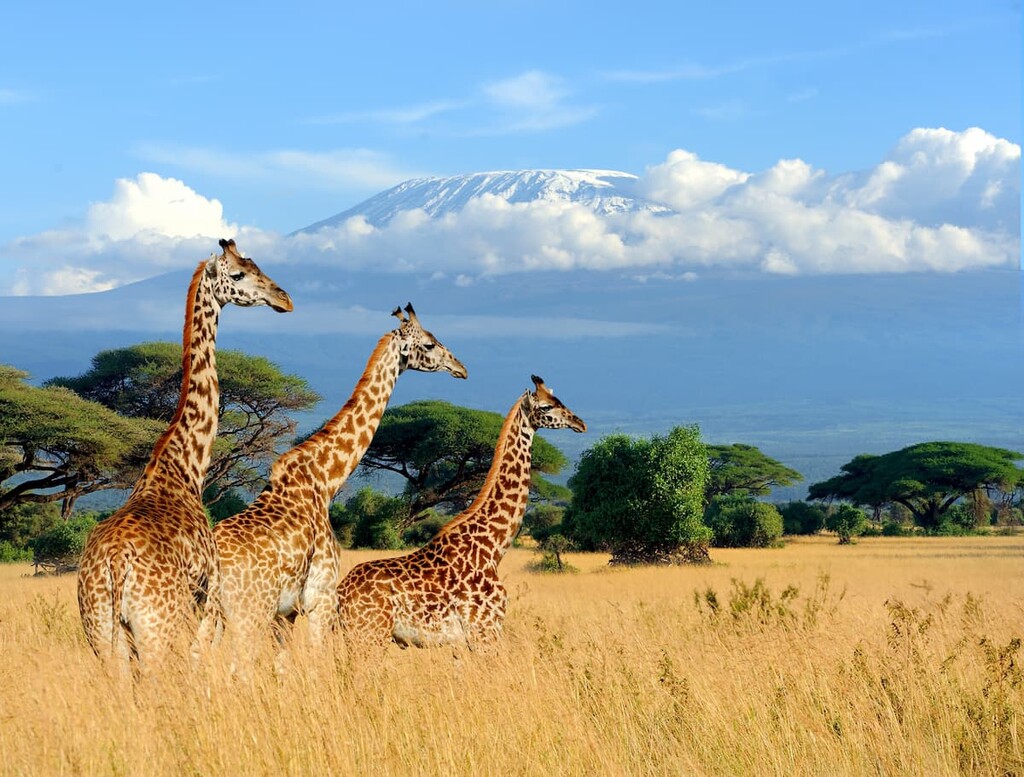 Kilimanjaro in Kenya National Park, Africa